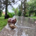 wet snail crawls carefully along the curb